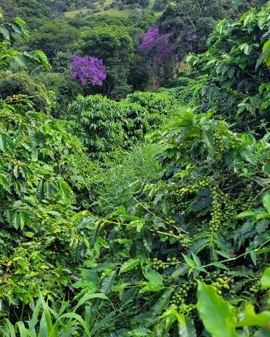 SaveClip.App_490598855_17848989669443803_6153308577026894783_n