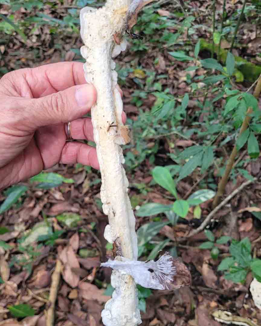 SaveClip.App_491444577_17848989678443803_2423586398048227754_n